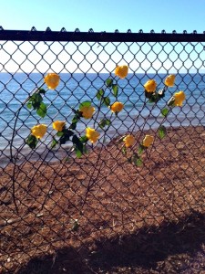 Yellow roses magically appeared overlooking the Pacific Ocean!