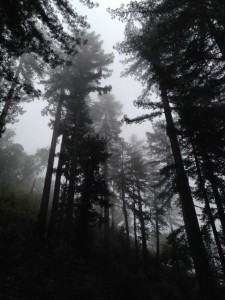 Towering redwoods in Big Sur re-energized me spiritually.