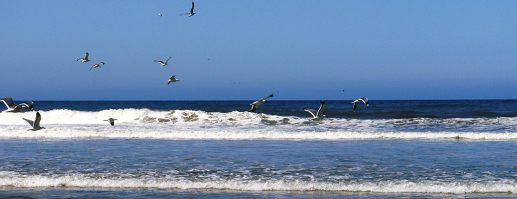 Sea Gulls in Flight
